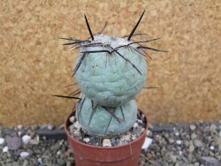 Tephrocactus geometricus pot 6,5 cm - 12400809