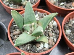 Ariocarpus retusus scapharostroides El Sabinito pot 5,5 IA