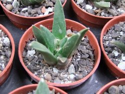 Ariocarpus retusus scapharostroides El Sabinito pot 5,5 IA - 12400811