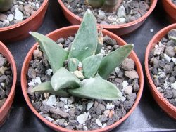 Ariocarpus retusus scapharostroides El Sabinito pot 5,5 IA - 12400812