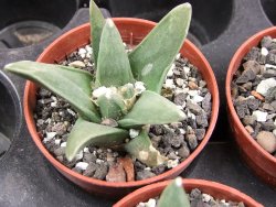 Ariocarpus retusus scapharostroides El Sabinito pot 5,5 IA - 12400813