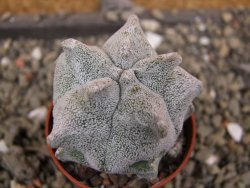 Asrophytum coahuilense Hakuran, pot 5,5 cm - 12400831