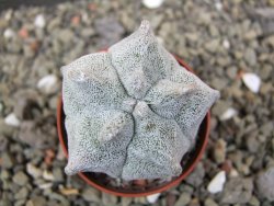 Asrophytum coahuilense Hakuran, pot 5,5 cm - 12400832