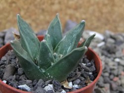 Ariocarpus retusus scapharostroides El Sabinito pot 5,5 IA - 12400835