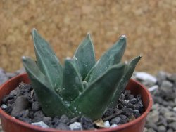 Ariocarpus retusus scapharostroides El Sabinito pot 5,5 IA - 12400836