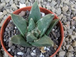 Ariocarpus retusus scapharostroides El Sabinito pot 5,5 IA - 12400837