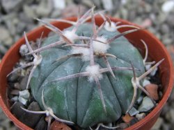 Echinocactus horizonthalonius Huizache 900 m, SLP pot 5,5 cm