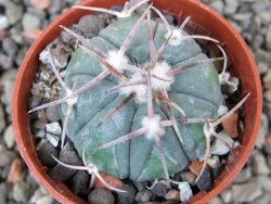 Echinocactus horizonthalonius Huizache 900 m, SLP pot 5,5 cm - 12400842