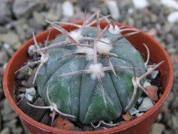 Echinocactus horizonthalonius Huizache 900 m, SLP pot 5,5 cm - 12400843