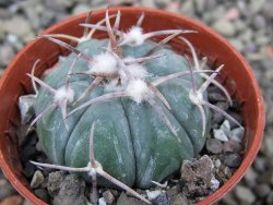 Echinocactus horizonthalonius Huizache 900 m, SLP pot 5,5 cm - 12400844