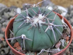 Echinocactus horizonthalonius Tula, Tam pot 5,5 cm