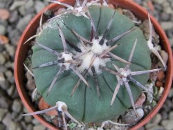 Echinocactus horizonthalonius Tula, Tam pot 5,5 cm - 12400846