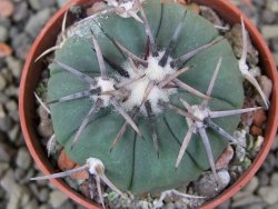 Echinocactus horizonthalonius Tula, Tam pot 5,5 cm - 12400847