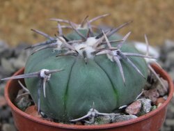 Echinocactus horizonthalonius Tula, Tam pot 5,5 cm - 12400848