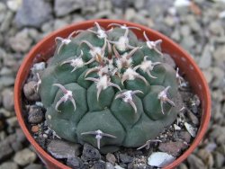 Gymnocalycium vatteri unguispinum, pot 5,5 cm