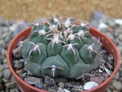 Gymnocalycium vatteri unguispinum, pot 5,5 cm - 12400850