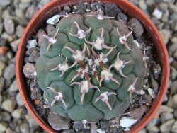 Gymnocalycium vatteri unguispinum, pot 5,5 cm - 12400851