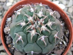 Gymnocalycium vatteri unguispinum, pot 5,5 cm - 12400852