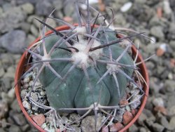 Echinocactus horizonthalonius 93 km El Hundido pot 5,5 cm - 12400853