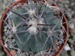 Echinocactus horizonthalonius 93 km El Hundido pot 5,5 cm