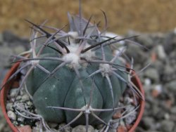 Echinocactus horizonthalonius 93 km El Hundido pot 5,5 cm - 12400855