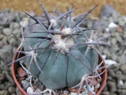 Echinocactus horizonthalonius 93 km El Hundido pot 5,5 cm - 12400856