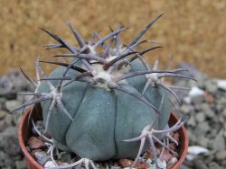 Echinocactus horizonthalonius 93 km El Hundido pot 5,5 cm - 12400857