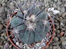 Echinocactus horizonthalonius 93 km El Hundido pot 5,5 cm