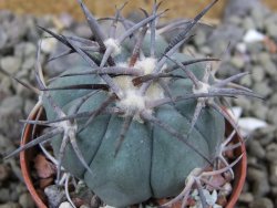 Echinocactus horizonthalonius 93 km El Hundido pot 5,5 cm - 12400859