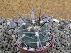 Gymnocalycium armatum, pot 5,5 cm - 12400869