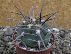 Gymnocalycium armatum, pot 5,5 cm