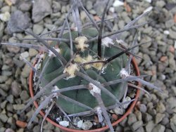 Gymnocalycium armatum, pot 5,5 cm - 12400871