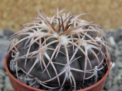 Gymnocalycium spegazzinii punillaense Tom 06-81/1 El Obelisco, pot 5,5 cm - 12400873