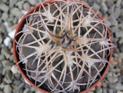 Gymnocalycium spegazzinii punillaense Tom 06-81/1 El Obelisco, pot 5,5 cm - 12400874