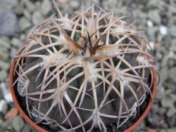 Gymnocalycium spegazzinii punillaense Tom 06-81/1 El Obelisco, pot 5,5 cm - 12400875