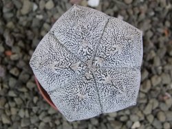 Astrophytum Onzuko pot 5,5 cm - 12400877