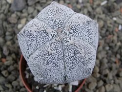 Astrophytum Onzuko pot 5,5 cm - 12400878