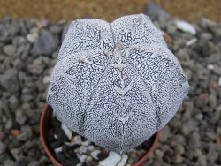 Astrophytum Onzuko pot 5,5 cm - 12400881