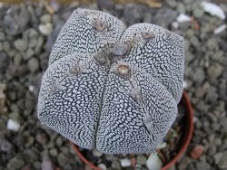 Astrophytum Onzuko quadricostatum pot 5,5 cm - 12400883