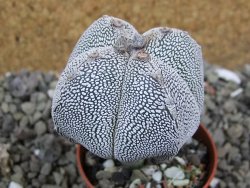 Astrophytum Onzuko quadricostatum pot 5,5 cm - 12400884