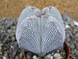 Astrophytum Onzuko quadricostatum pot 5,5 cm - 12400885