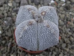 Astrophytum Onzuko quadricostatum pot 5,5 cm - 12400886