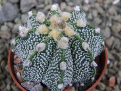 Astrophytum Z Jasenné pot 5,5 cm - 12400888