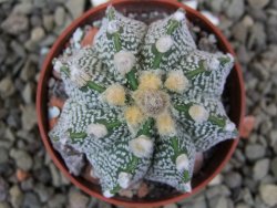 Astrophytum Z Jasenné pot 5,5 cm - 12400889