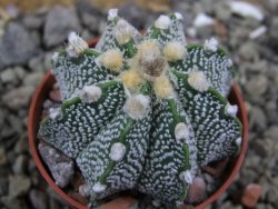 Astrophytum Z Jasenné pot 5,5 cm - 12400890