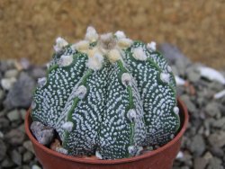 Astrophytum Z Jasenné pot 5,5 cm - 12400891