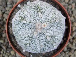 Astrophytum Z Jasenné pot 5,5 cm - 12400892