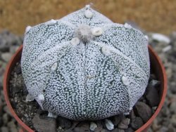 Astrophytum Z Jasenné pot 5,5 cm - 12400894