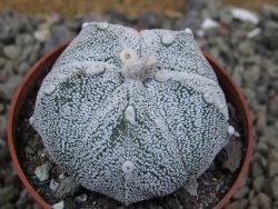 Astrophytum Z Jasenné pot 5,5 cm - 12400895