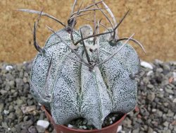 Astrophytum niveum, pot 6,5 cm - 12400896